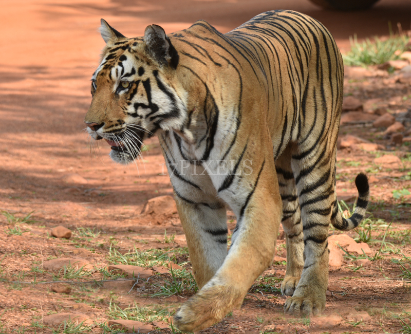 Tadoba